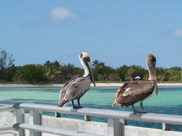 SIXT Services in Key West